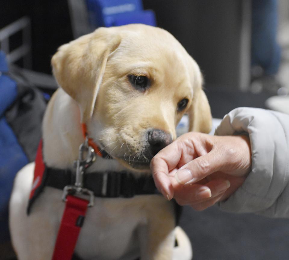 Comet, a young yellow Labrador, greets a fan during a recent Utica Comets game. Comet is training to become a guide dog for a visually impaired or blind person. The Utica Comets partnered with Freedom Guide Dogs to help Comet get ready.