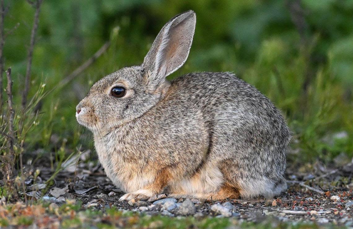 A wild rabbit sits along the foliage near the Bluff Pointe Golf Course and Learning Center just offshore from the Milburn Pond north of Fresno on Thursday, March 14, 2024.