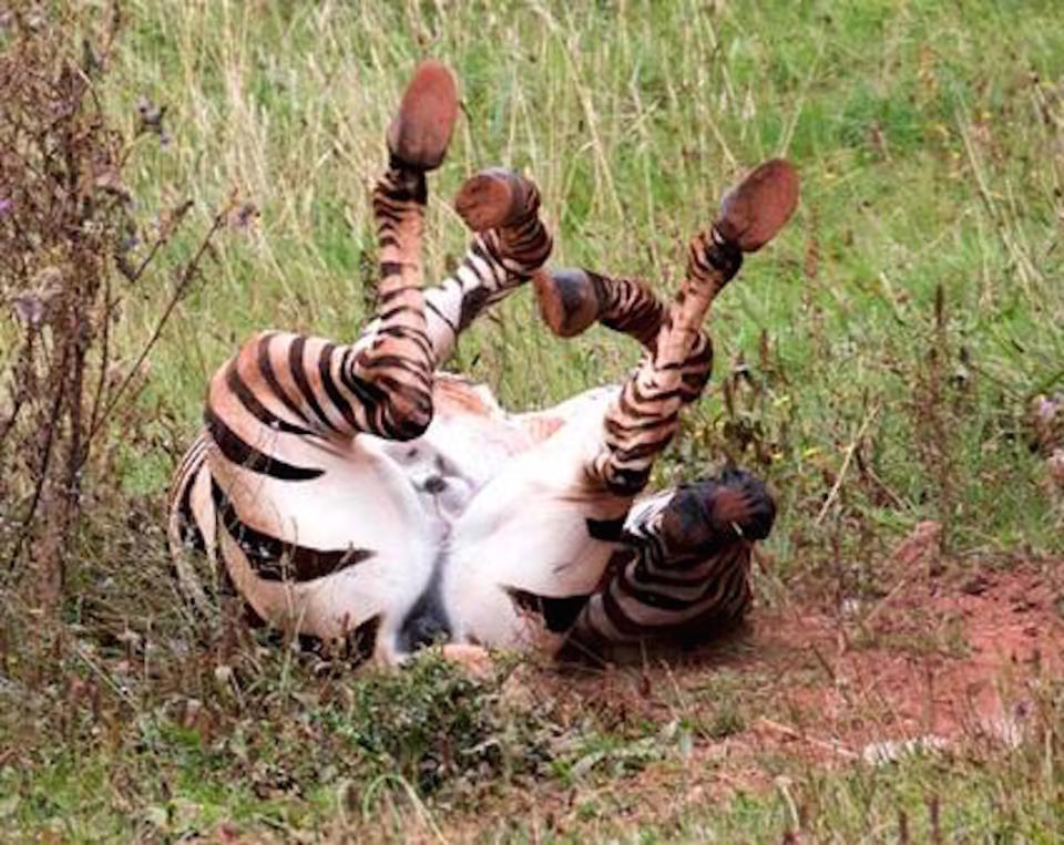 Urias playing at the zoo in 2015 (Picture: Paignton Zoo)