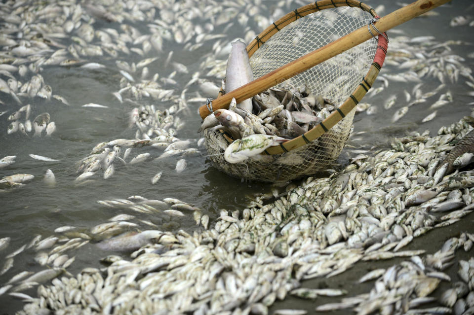 In this photo taken Tuesday, Sept. 3, 2013, a net lifts up dead fish found near the outlet of the Ta'ertou pumping station along Fuhe river's Dongxihu section in Wuhan in central China's Hubei province. (AP Photo)