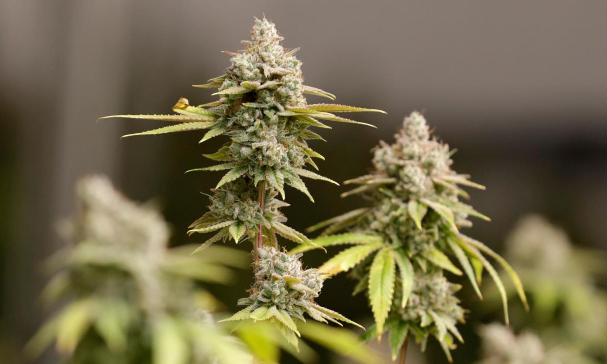 <span>Marijuana buds ready for harvest in Akron, Ohio, in 2019.</span><span>Photograph: Tony Dejak/AP</span>