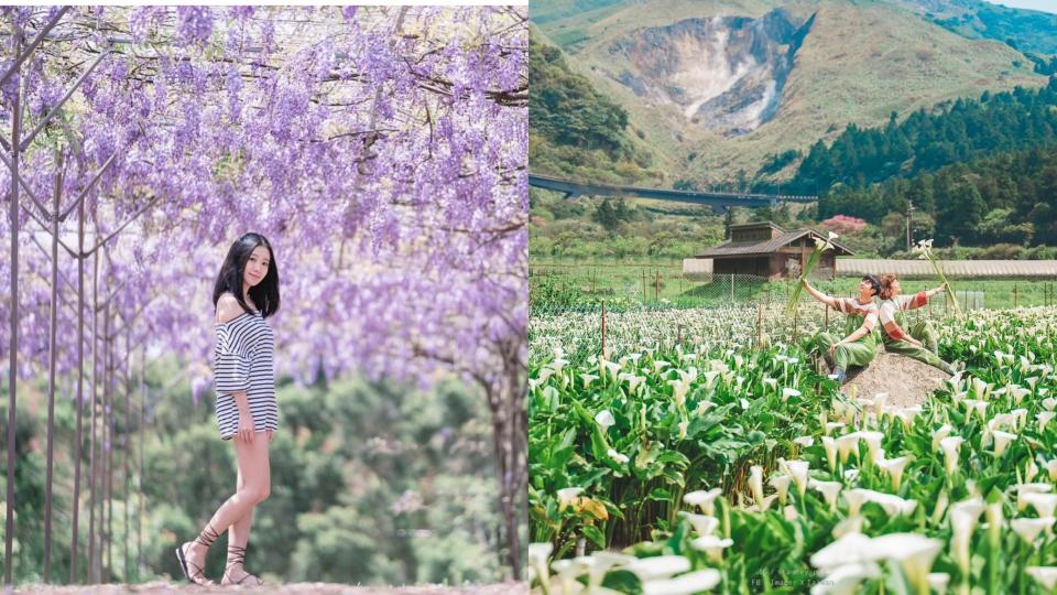 雙北「花」旅行 搭捷運公車看紫藤、玫瑰、海芋、杜鵑花海大滿開