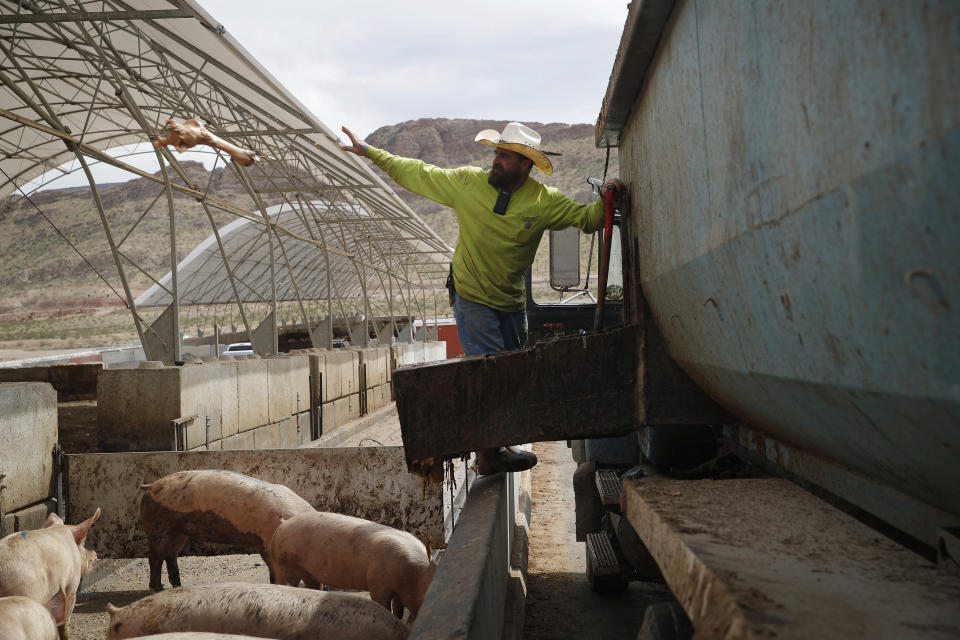 In this April 2, 2019, photo, Ross Coy throws a bone while feeding pigs at the Las Vegas Livestock pig farm in Las Vegas. The farm feeds their pigs with food wast from Las Vegas casinos. (AP Photo/John Locher)