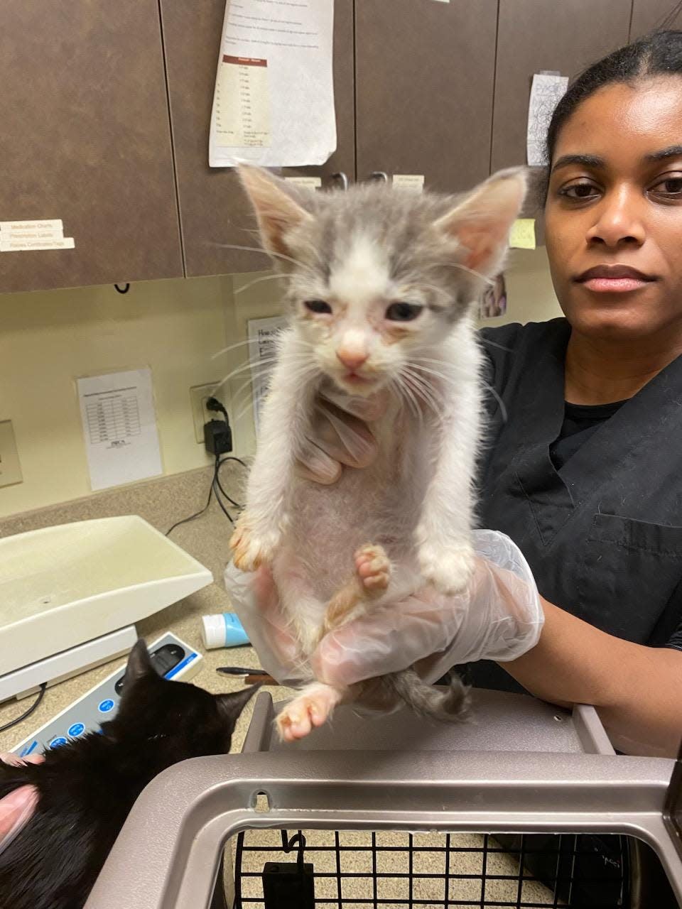 Clinic Technician Victoria Searcy examines one of the sick kittens upon intake at the Bucks County SPCA's Quakertown shelter.  The cat is one of 51 recently seized in a hoarding case.