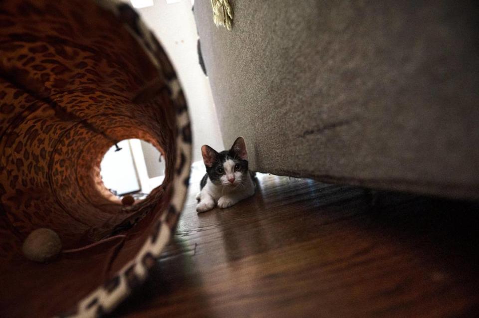 Charlie Bucket, a new addition to Willy Wonky’s home, plays near his cat tunnel. He often shows up on Willy’s TikTok, where their owner highlights his neurological condition. Zachary Linhares/zlinhares@kcstar.com