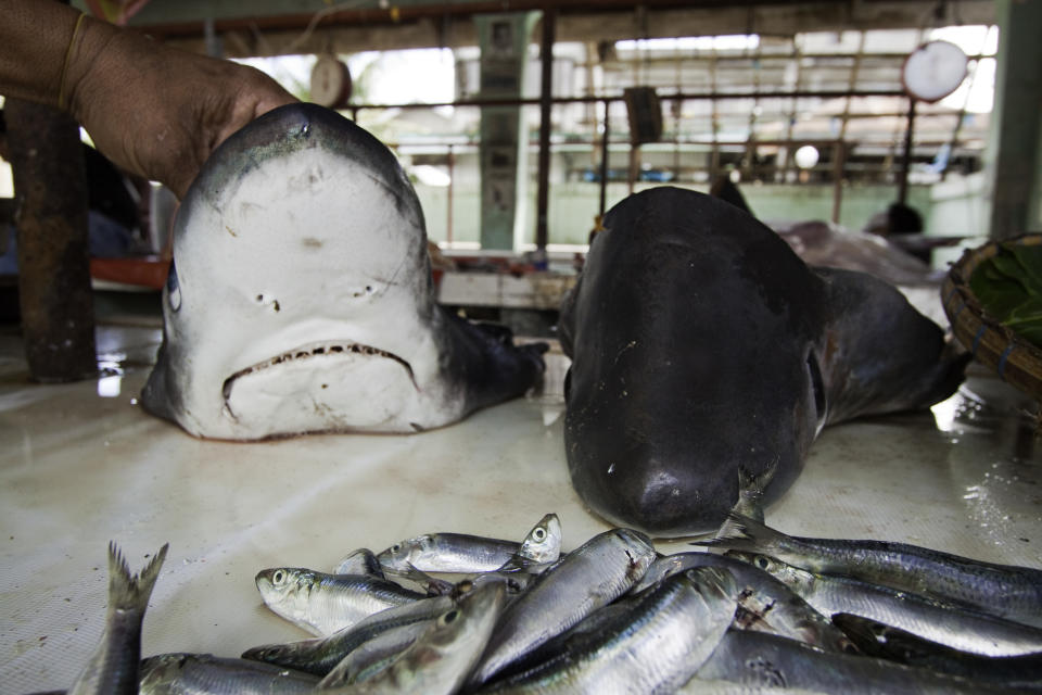 A hand holds up a dead shark head. Another shark head lies next to it and there are small silver fish in the foreground. 