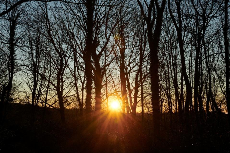 Sunlight through the trees at Cabilla (Bex Aston/©Cabilla Cornwall)