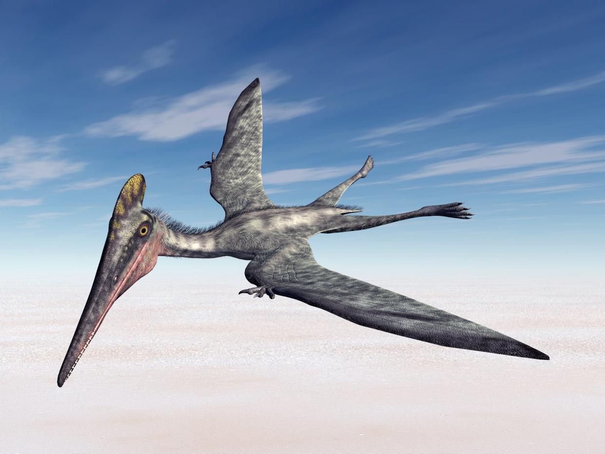 Pterosaurs first emerged as flying creatures around 245 million years ago during the Early Triassic period (Getty Images/iStockphoto)