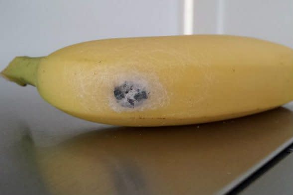 A spider cocoon on a banana.