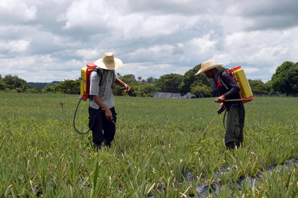 El exguerrillero de la Farc Félix Salcedo (d) mientras trabaja como agricultor en un campo de piñas del Espacio Territorial de Capacitación y Reincorporación, ubicado en Agua Bonita, municipio de La Montañita, en el departamento del Caquetá (Colombia), uno de las regiones en las que hubo mayor presencia de ese movimiento. EFE/Juan Carlos Gomi