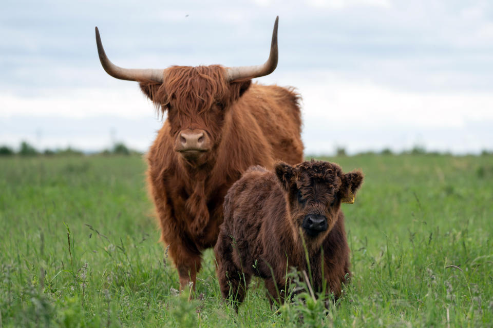 Highland calf Malin with mother Apple at Wicken Fen. (Joe Giddens/ PA)