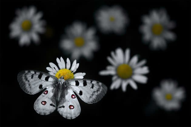 <p>À la tombée de la nuit, un Apollon (Parnassius appolo) se pose sur une marguerite. Emelin rêvait depuis longtemps de photographier l'Apollon, un grand papillon de montagne dont l'envergure peut atteindre 90 millimètres et qui fait désormais partie des papillons menacés en Europe, en raison du réchauffement climatique et des phénomènes météorologiques extrêmes. En été, lors de vacances dans le parc naturel régional du Haut-Jura, à la frontière franco-suisse, Emelin s'est retrouvé entouré de papillons, dont des Apollons, volant au-dessus de prairies alpines. Bien qu'ils volent lentement, les Apollons sont constamment en mouvement. Il a découvert une clairière où les papillons se posaient, mais le vent agitait la végétation. De plus, la lumière déclinait. Après de nombreux ajustements des réglages et de la mise au point, Emelin a finalement obtenu cette image emblématique, les blancs se détachant dans un contraste saisissant, et juste quelques touches de couleur - les cœurs jaunes des marguerites et les ocelles rouges de l'Apollon.</p>