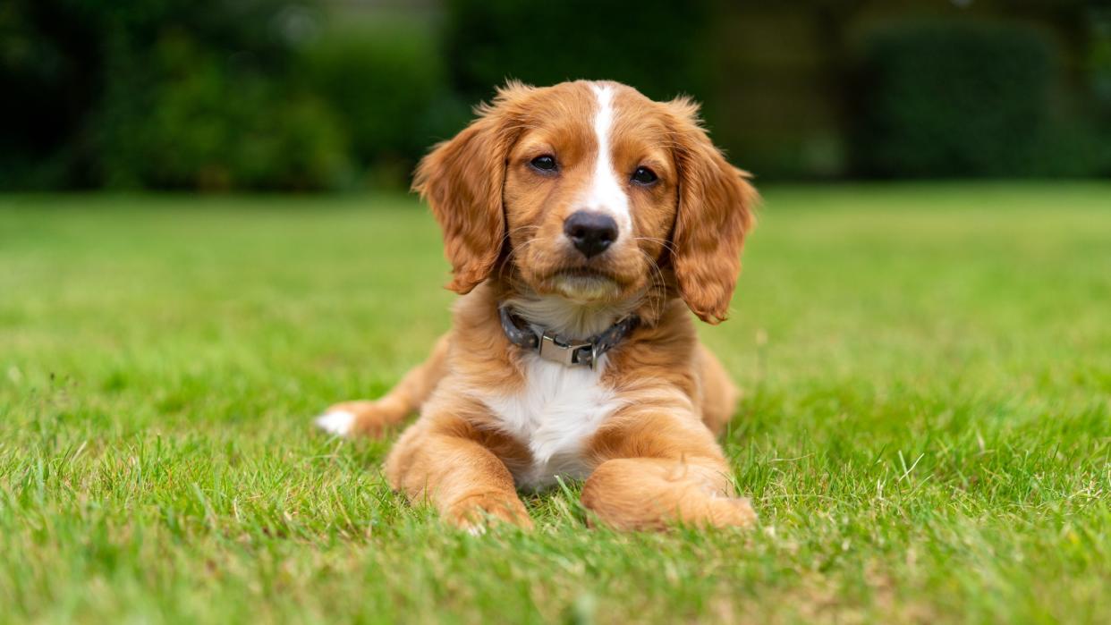  Cocker Spaniel puppy sitting on the grass 