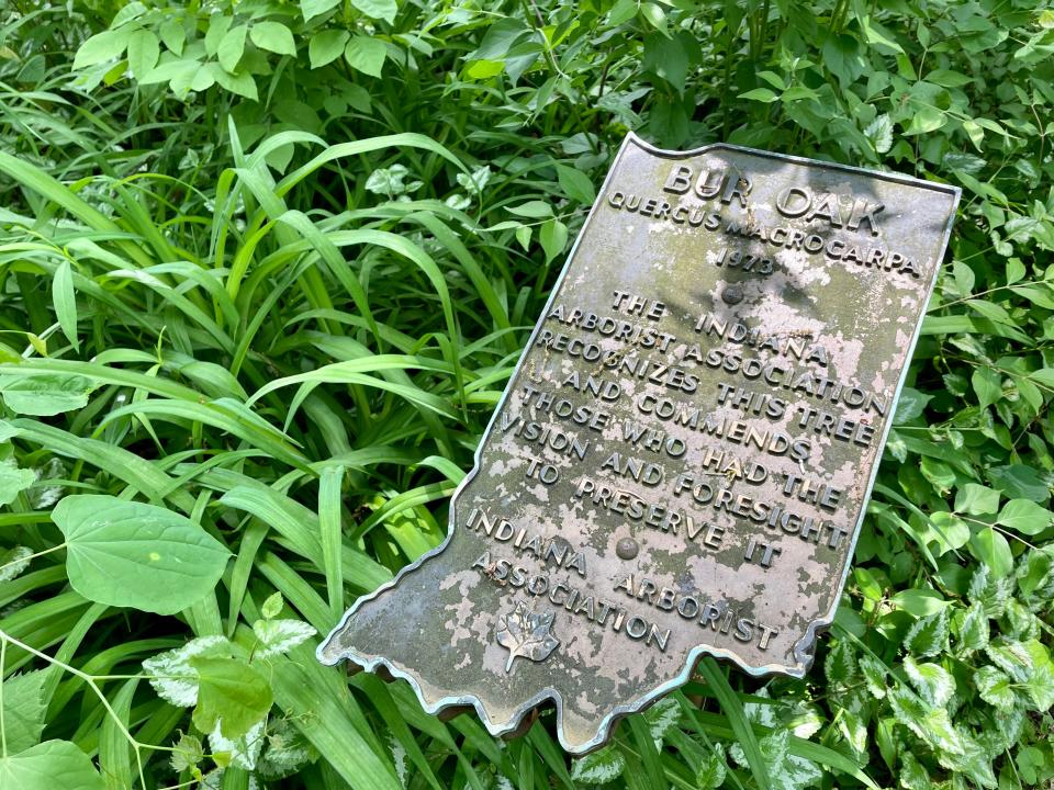 The Kile Oak in Irvington is a much-honored tree. A plaque from the Indiana Arborist Association recognized the tree in 1973, in a photo taken May 21, 2022.