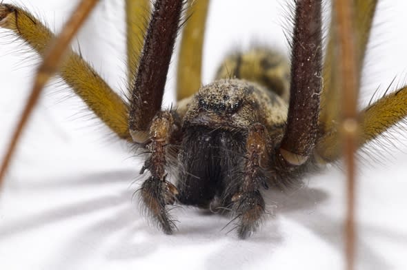 Why giant mouse-sized spiders could invade your home