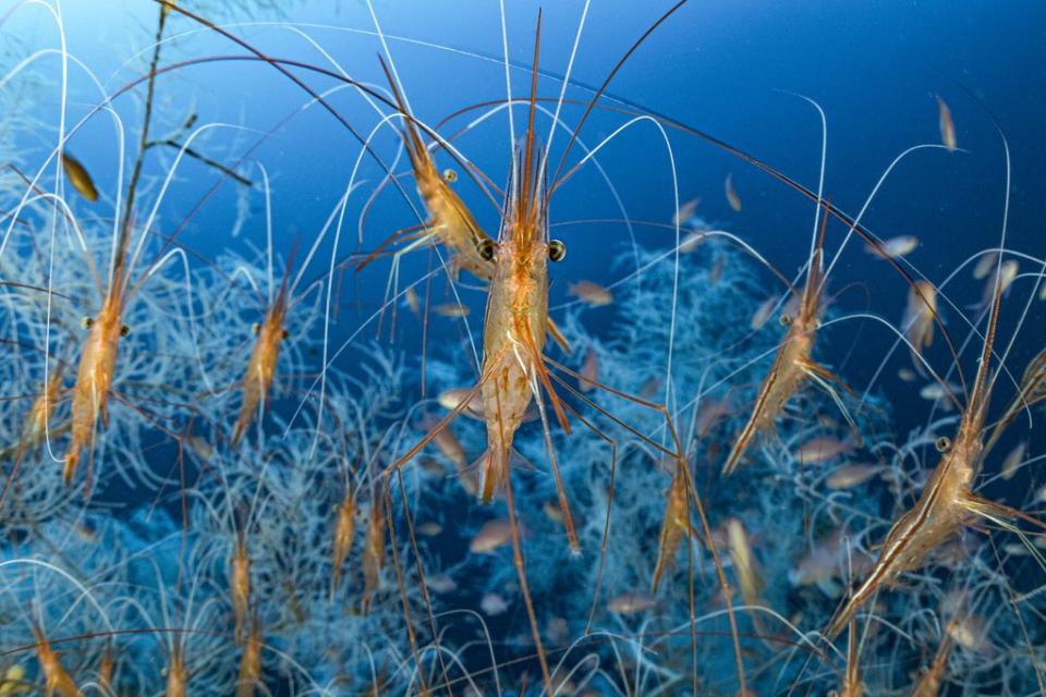 Deep feelers by Laurent Ballesta (Laurent Ballesta/Wildlife Photographer of the Year)