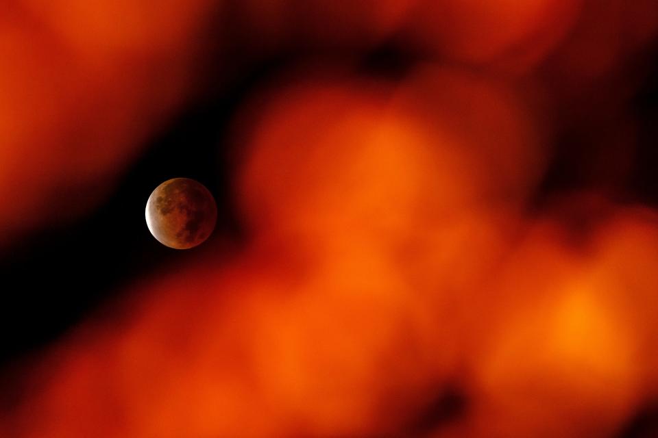 A beaver moon lunar eclipse takes a reddish hue as it peaks through the fall foliage in Columbus in November 2021.