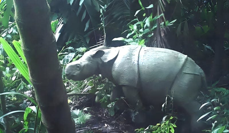A camera trap image of a rhino calf in 2021 (not the newly reported calf). - Image: Environment and Forestry Ministry