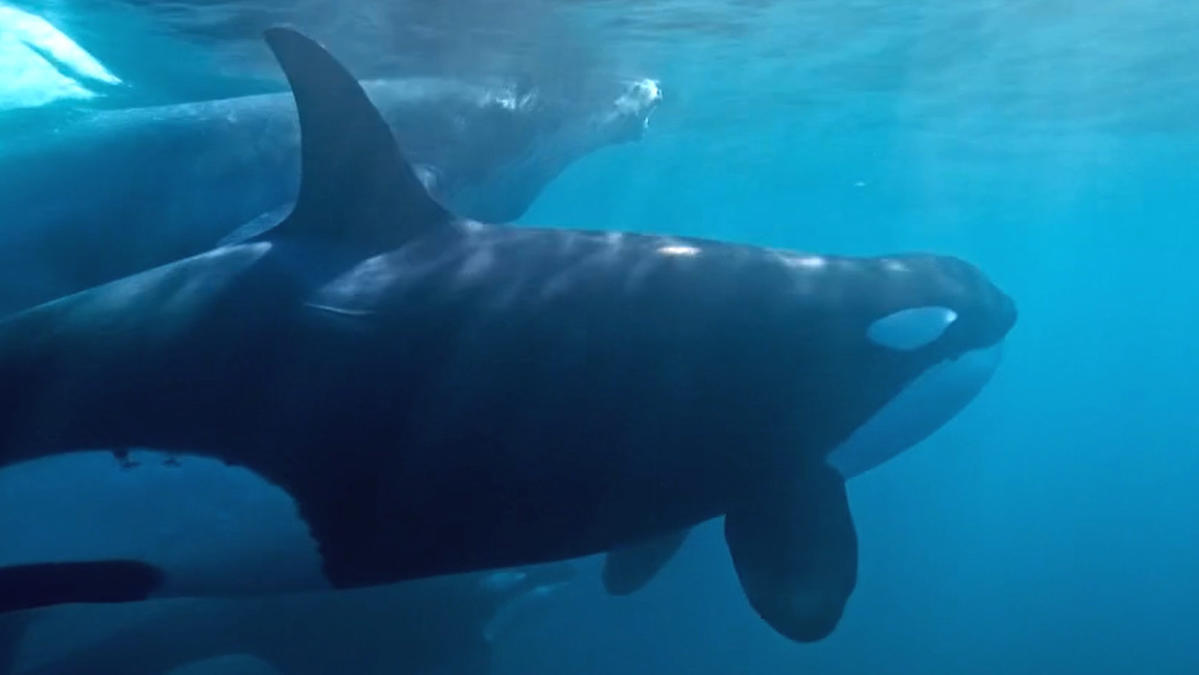 Mammals viewers are convinced orcas are 'true villains' of nature