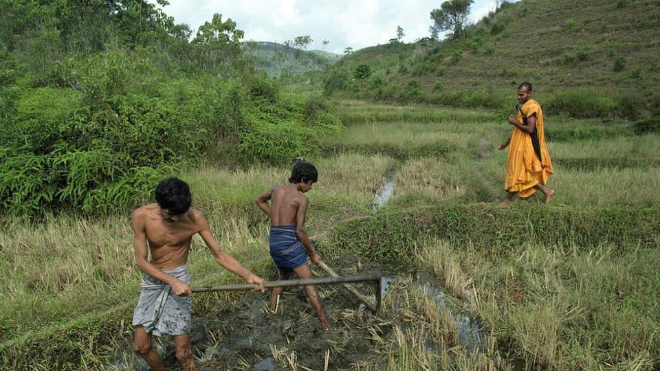 Campo de arroz en Sri Lanka