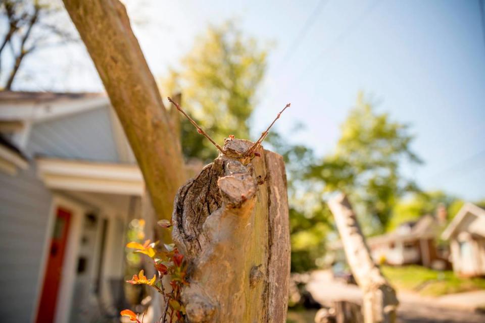 Cutting the entire crown of a crape myrtle tree, known as “crape murder,” can make the tree more susceptible to insects and diseases.