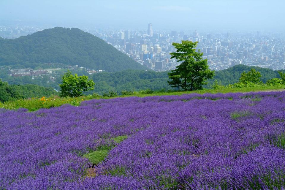 日本旅遊｜北海道賞花好去處Top6！10公頃芝櫻花海、收割薰衣草體驗、120萬朵鬱金香花海（附1日遊優惠推介）