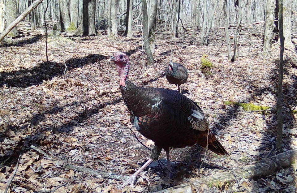 A jake, a young male turkey. Note the "paint brush" sized beard.