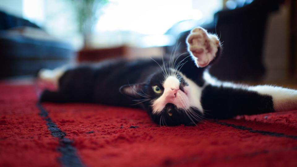 Katzen sollen und wollen spielen - nur nicht zu intensiv (Bild: dpa)