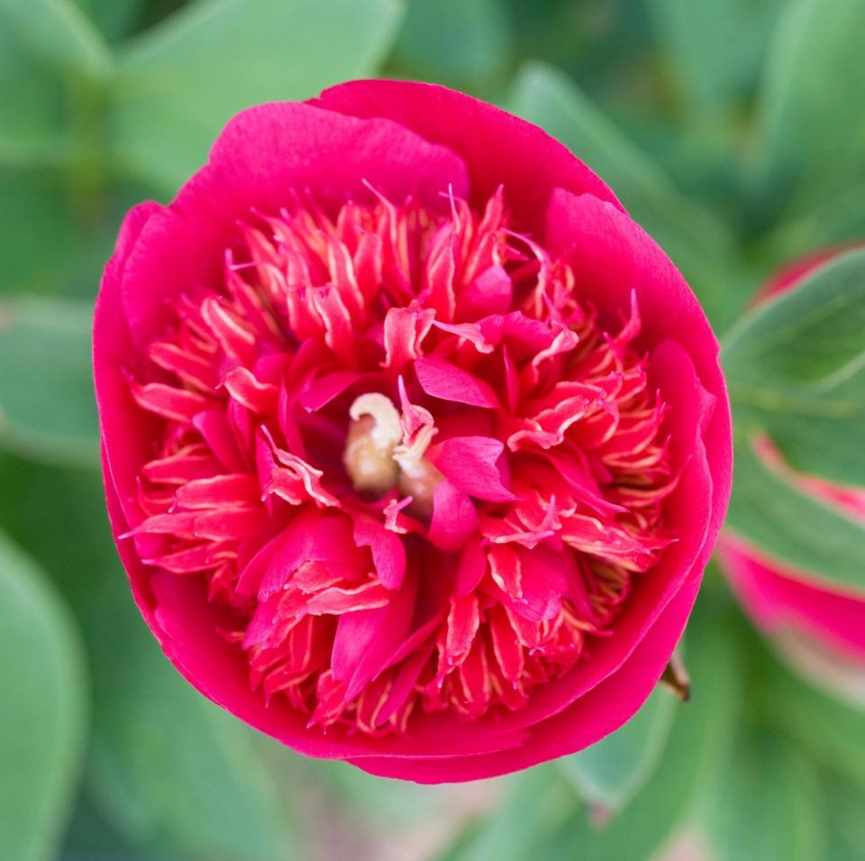 The Anemoniflora Rosea