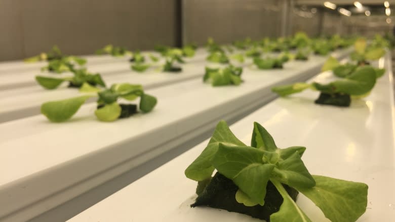 Hydroponic produce is blooming in Churchill, Man.