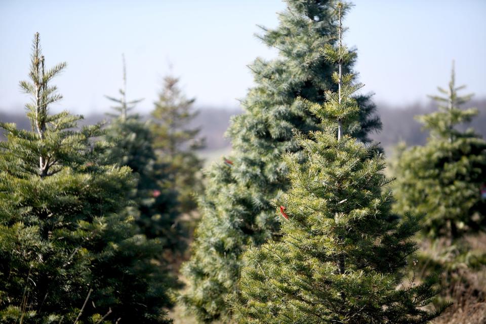 Trees await a home at Moore's Christmas Tree Farm in Marlboro Township.