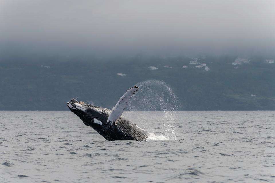 Whales off the coast of Pico Island - getty