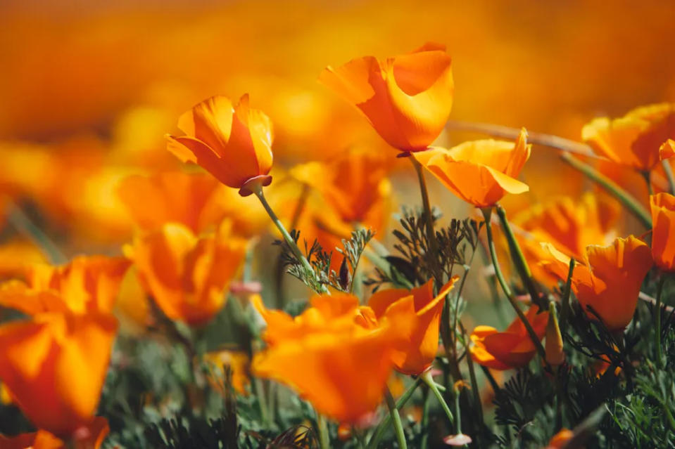 California Poppy Reserve via Getty Images