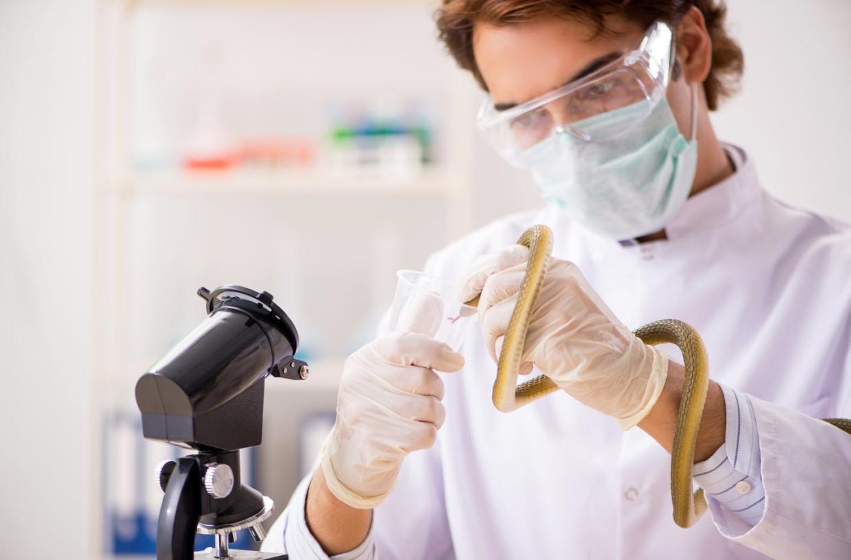 <a href="https://www.shutterstock.com/es/image-photo/male-scientist-extracting-poison-snake-drug-1302540754" rel="nofollow noopener" target="_blank" data-ylk="slk:Elnur / Shutterstock;elm:context_link;itc:0;sec:content-canvas" class="link ">Elnur / Shutterstock</a>