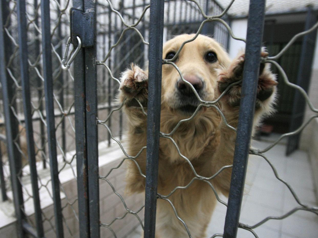 A dog that was seized due to concerns by Beijing authorities over the growing number of canines in the city and the rising incidence of rabies  (AFP via Getty Images)