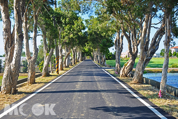 桃園觀音白千層綠色隧道 (攝影／MOOK景點家高嘉俊)