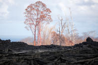 <p>Trees stand near a lava flow on the outskirts of Pahoa during ongoing eruptions of the Kilauea Volcano in Hawaii, June 6, 2018. (Photo: Terray Sylvester/Reuters) </p>