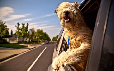 dog hanging out of car - Credit: Andrew Austin/Alamy