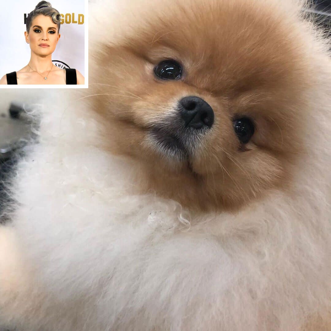 kelly osbourne &amp; dog