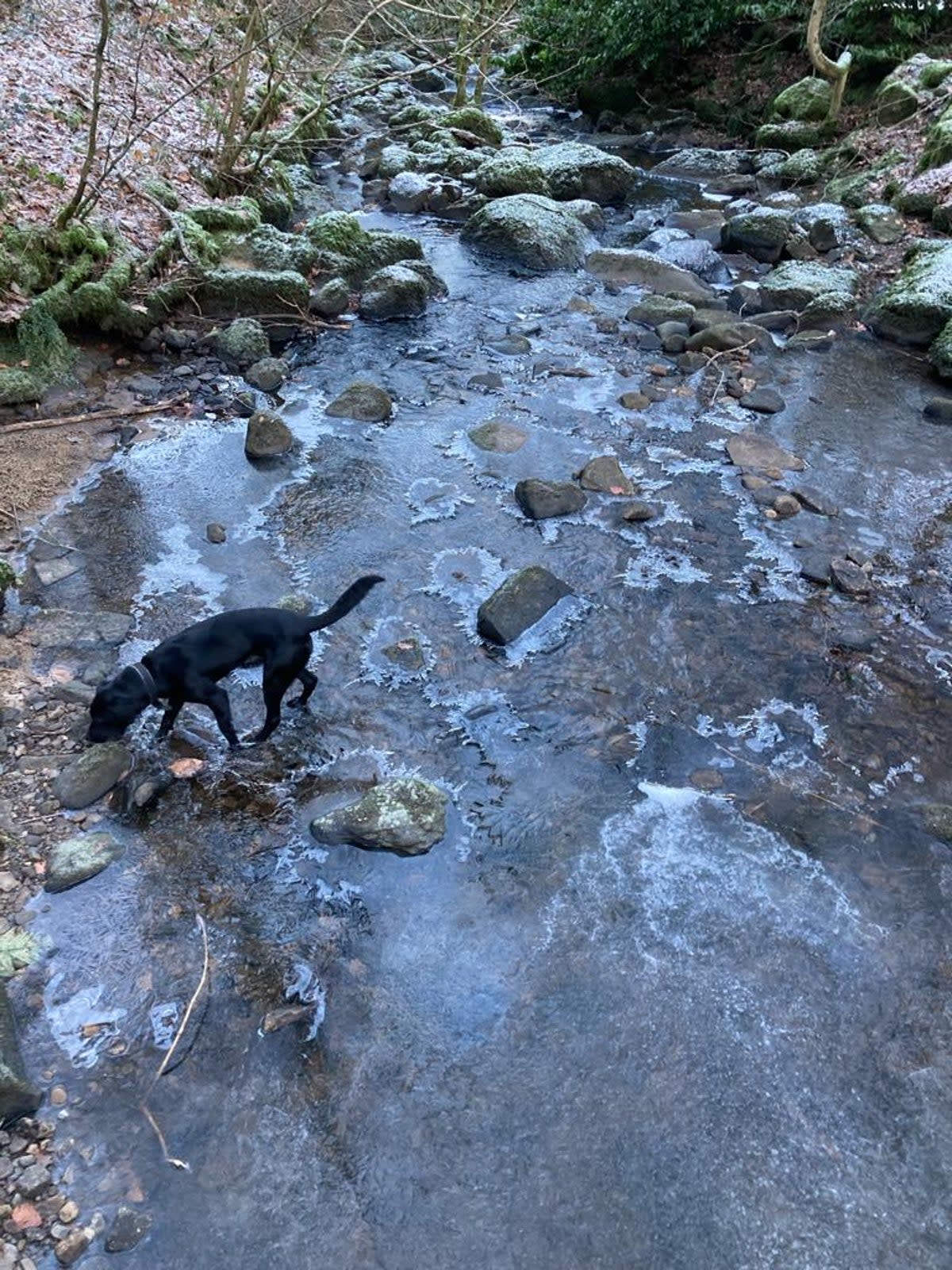 A labrador inspects a frozen stream in Yorkshire (Reader submitted)