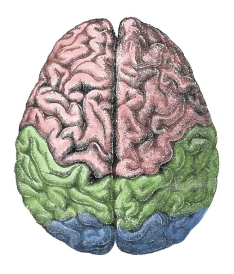 <span class="caption">Where is happiness located?</span> <span class="attribution"><a class="link " href="https://en.wikipedia.org/wiki/Human_brain#/media/File:Cerebral_lobes.png" rel="nofollow noopener" target="_blank" data-ylk="slk:Gutenberg Encyclopedia;elm:context_link;itc:0;sec:content-canvas">Gutenberg Encyclopedia</a>, <a class="link " href="http://creativecommons.org/licenses/by-sa/4.0/" rel="nofollow noopener" target="_blank" data-ylk="slk:CC BY-SA;elm:context_link;itc:0;sec:content-canvas">CC BY-SA</a></span>