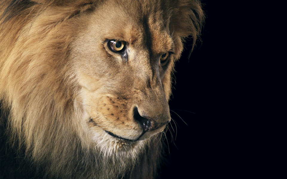 Lion in intense stare showing mane and bright, open eyes.