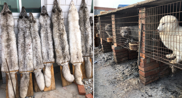 Luxury Australian brand found selling fur from often-tortured raccoon dogs