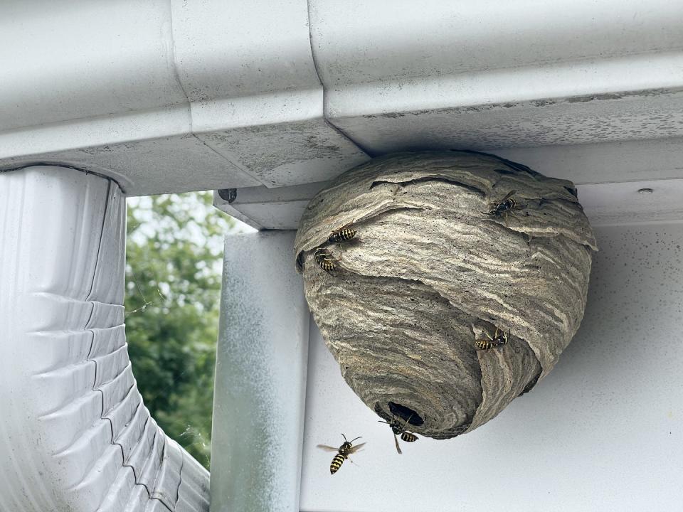 Wasp nest attached to the house