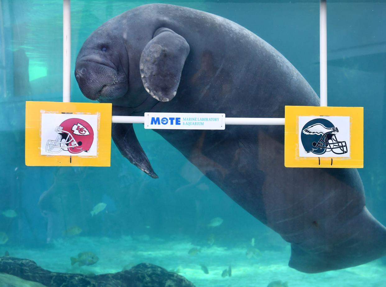 Mote Marine Laboratory resident manatee Hugh appears to select the Kansas City Chiefs as his choice to win SuperBowl LVII during a media event in February.