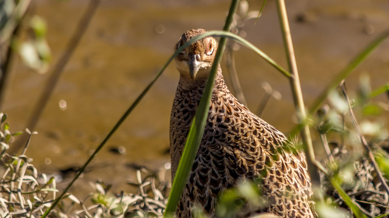 pheasant in grass