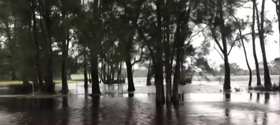 Several rivers across the NSW South Coast have flooded. Pictured is water swamping trees.