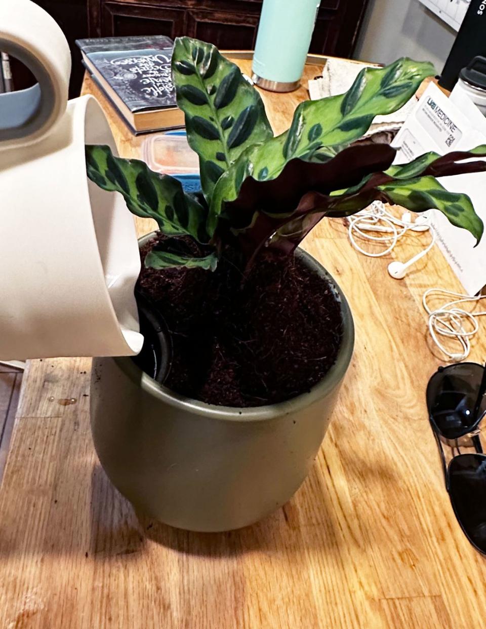 watering a potted plant on a table