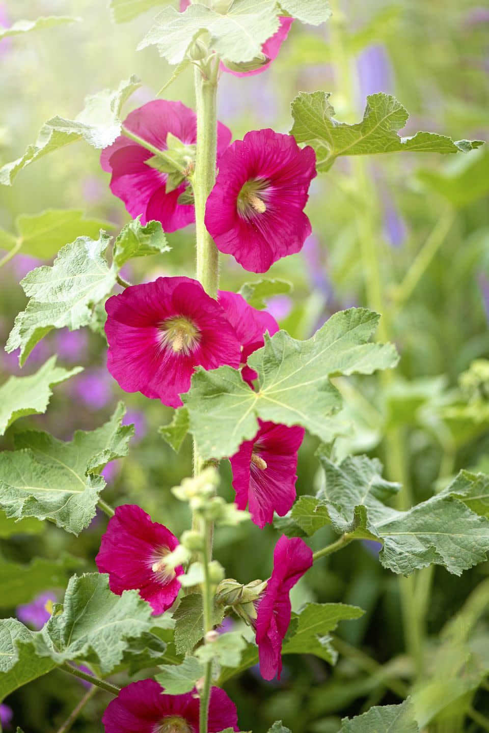 cottage flowers like hollyhocks