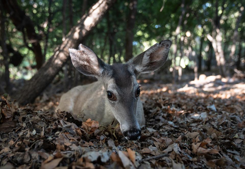 A Coues deer rests at Cave Creek Ranch in Portal, Arizona.